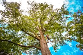 How Our Tree Care Process Works  in  Hot Springs, AR