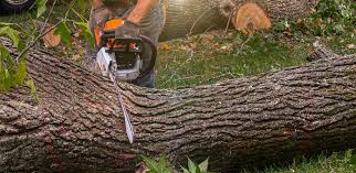 Hot Springs, AR Tree Services Company